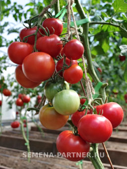 Томат Наша Маша F1 - Партнер фото 6
