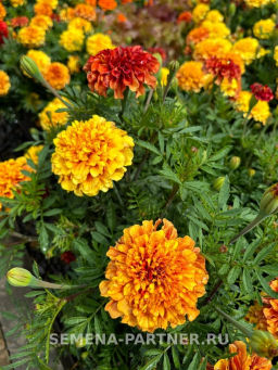Бархатцы отклоненные Строберри Блонд - Партнер фото 3