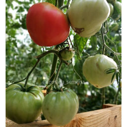 Немецкое бычье сердце Гомера - Tomatia фото 2