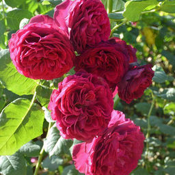 СТРИД ГРАФИН  фон ХАНДЕРБЕРГ