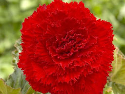 Бегония фимбриата красная (Fimbriata Red)