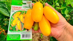 Томат ДЛИННЫЙ ЧУЛОК Множество плодов на каждом растении! Изумительный вкус! - Уральский дачник фото 3