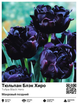 Тюльпан Black Hero (Махровый поздний) - Голландские луковицы фото 2