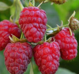 Малина Затонская крупноплодная (коробка) 1шт