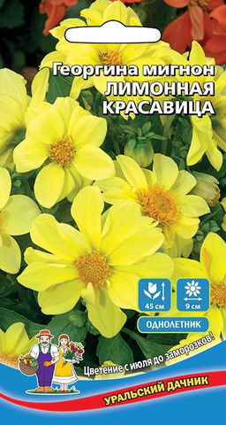 Георгина МИГНОН ЛИМОННАЯ КРАСАВИЦА