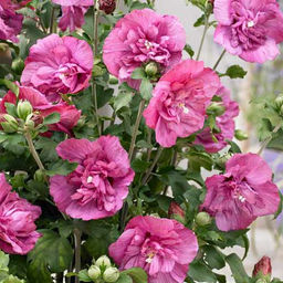 Гибискус сирийский Маджента Шифон