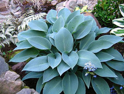 Хоста Halcyon (Халцион) - Долина роз фото 2