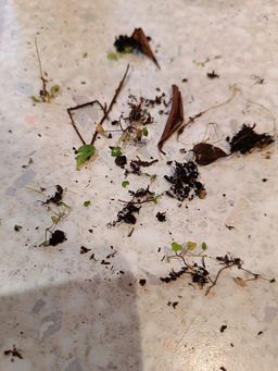 Рододендрон Хеллики - Долина роз фото 8