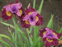 Ирис Miss Apple (Мисс Эппл) - Долина роз фото 3