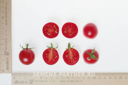 Томат Шоу Мен - Партнер фото 6