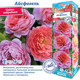 Роза Айсфогель (Чайно-гибридная) 1шт