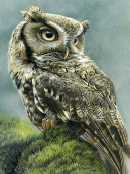 Вышивка крестиком 40х50см, Сова