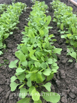 Двурядник тонколистный Рокет - Партнер фото 3