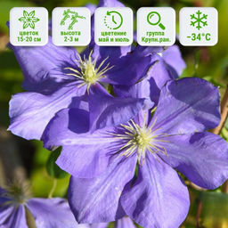 Клематис Генерал Сикорский