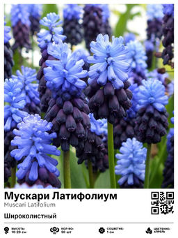 Мускари Latifolium - Голландские луковицы фото 2