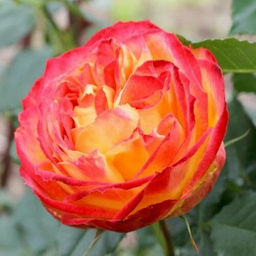 R122 ВУЛКАНИКА