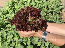 Салат листовой Лолло росса - Партнер фото 4