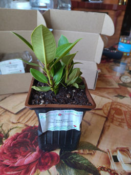 Рододендрон Поларнахт