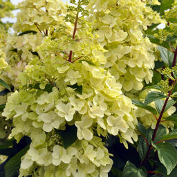 Гортензия метельчатая Кендллайт