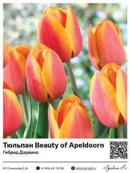 Тюльпан Beauty of Apeldoorn (Гибрид Дарвина)