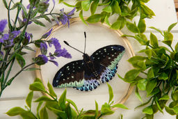 Набор для вышивания PANNA Живая картина JK-2256 Бабочка. Эрцгерцог 13 х 13 см