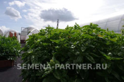 Базилик Мариан - Партнер фото 6