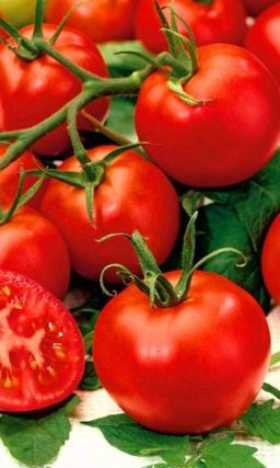 Томат ВОЛГОГРАДСКИЙ 5/95 (большой пакет) Семян в 10 раз больше, чем в обычном пакете!