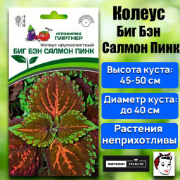 Колеус шлемниковидный крупнолистный Биг Бэн Салмон Пинк - Партнер фото 2