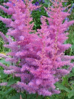 Астильба Арендса Аметист 2 года ЗКС тара 2л - Наша дача фото 3