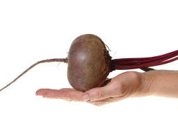 Свекла Египетская Плоская - Партнер фото 3