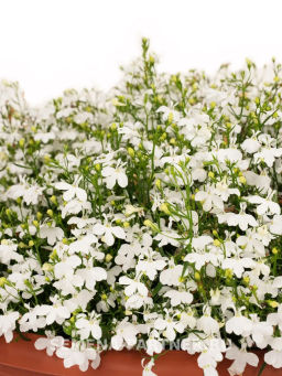 Лобелия ампельная Регатта Уайт - Партнер фото 4