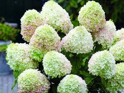 Гортензия метельчатая Summer Love (Саммер Лав) - Долина роз фото 2