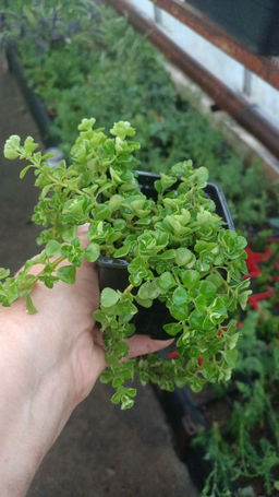 Пилея Депресса - 1000корней фото 2