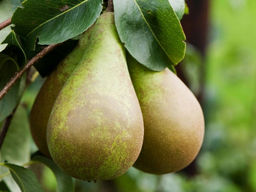 Груша Конкорд