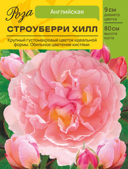 Роза Строуберри Хилл (Английская) С ЦВ.НАКЛЕЙКОЙ 1шт