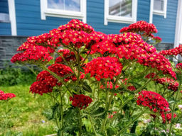 Тысячелистник обыкновенный Ред Шейдес