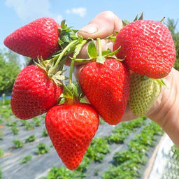 Клубника Сан Андреас