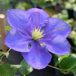 Клематис Генерал Сикорский - Долина роз фото 3