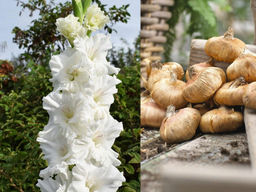 Гладиолус Murmansk (Мурманск) 5 шт