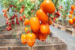 Томат Версаль - Партнер фото 8