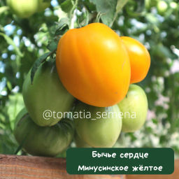 Бычье сердце минусинское желтое