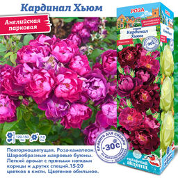 Роза Кардинал Хьюм (Парковая) 1шт