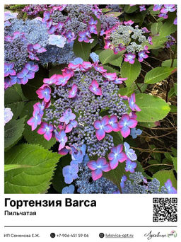 Гортензия пильчатая Barca (Барка)