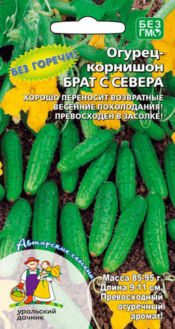 Огурец БРАТ С СЕВЕРА Хорошо переносит возвратные июньские заморозки! Превосходен в засолке!