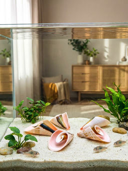 Набор ракушек декоративных, длина 4 см, 5 шт