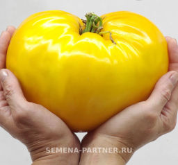 Томат Желтая Империя - Партнер фото 7