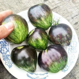 Помидоры Чёрное Сердце Джи Даблъю Ар - GWR Black Hearts