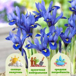 Ирис Гармония 5 шт
