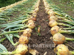 Лук репчатый Шетана МС - Партнер фото 3