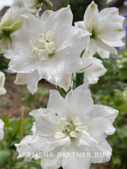 Дельфиниум Инносенс - Партнер фото 3